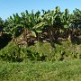 another banana plantation, you can clearly see the ditches for irrigation